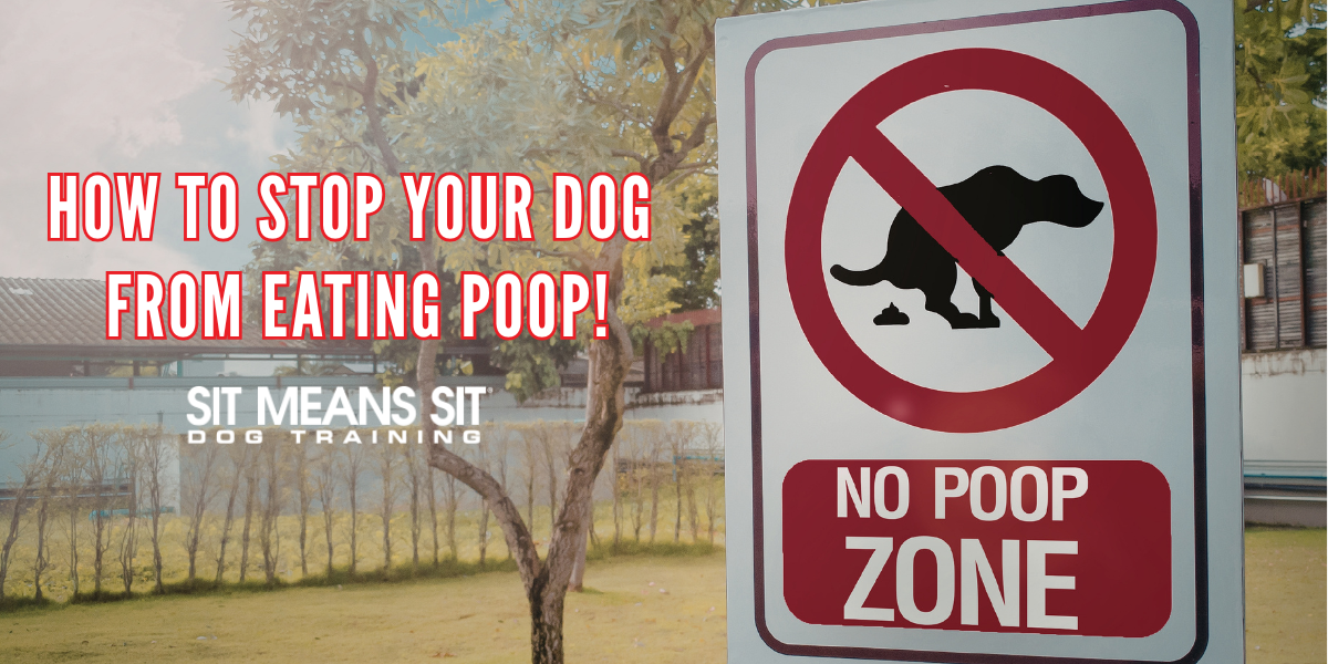 Why Dogs Eat Poop: Causes & Solutions
