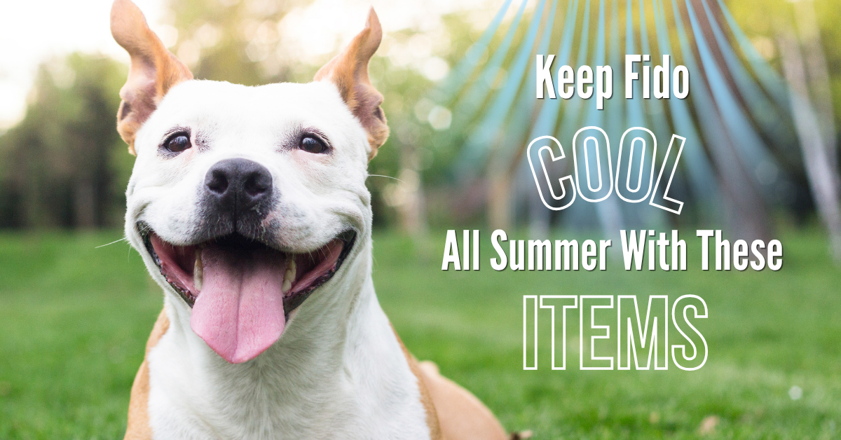 Keep Fido Cool All Summer With These Items