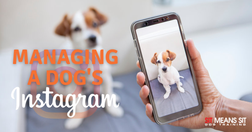 A person holds a smartphone displaying a dog, with text about managing a dog’s Instagram.