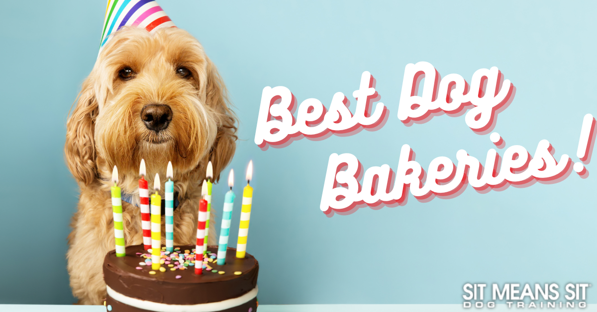 A cute dog in a party hat sits next to a birthday cake with candles, celebrating "Best Dog Bakeries!"
