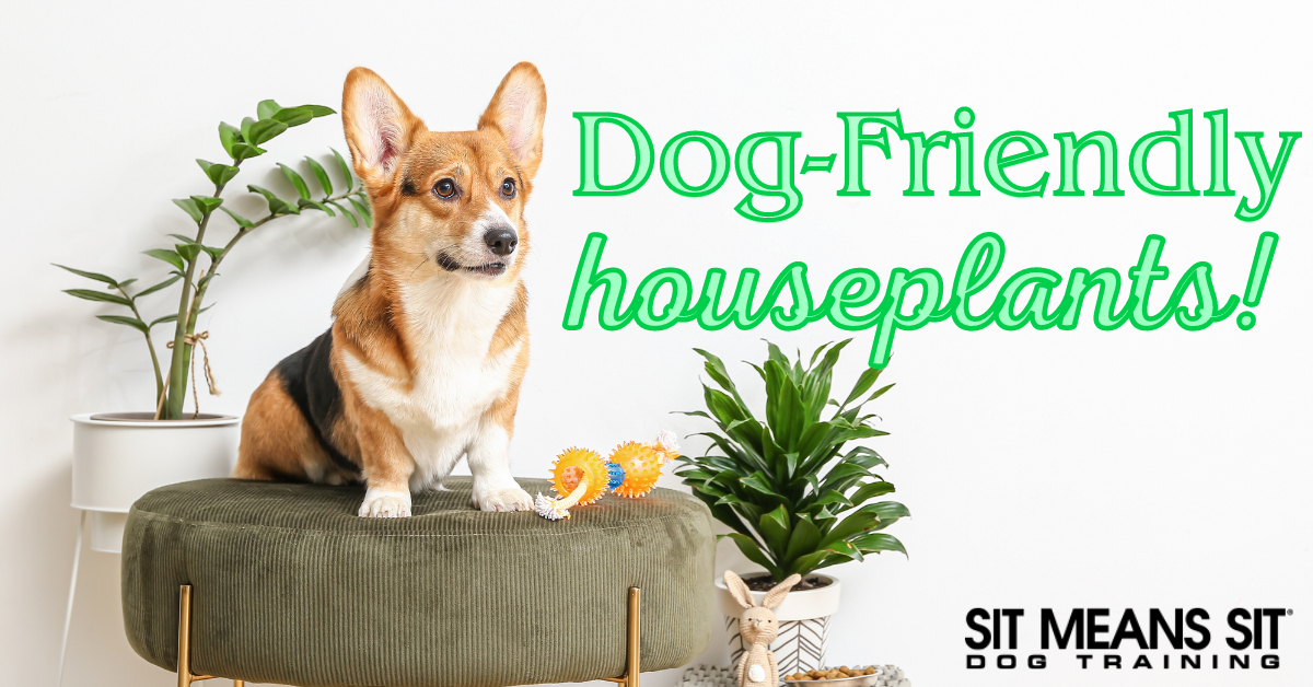A corgi sits on a green cushion surrounded by houseplants, with text reading "Dog-Friendly houseplants!"