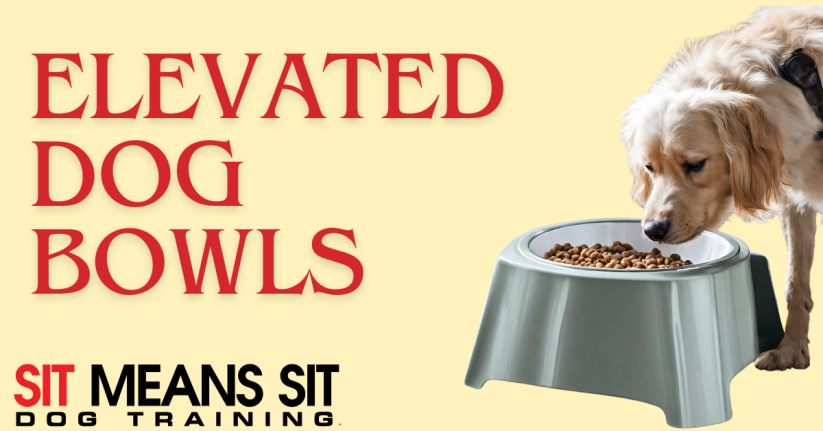 The Benefits of Using Elevated Dog Bowls