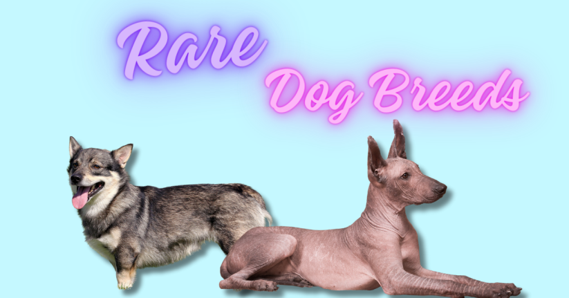 What are the Rarest Dog Breeds?
