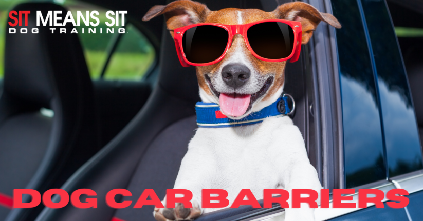 Best Car Barriers for Dog Owners