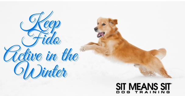 A golden retriever playfully chases its tail on a beach, with text overlay asking about this behavior.