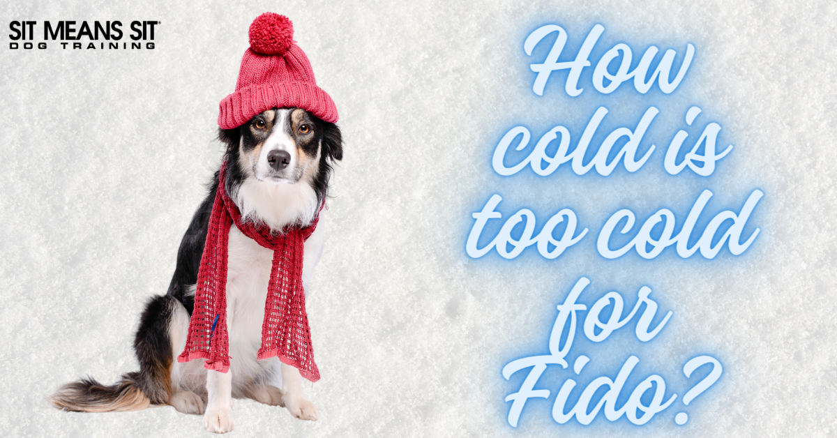 How Cold is Too Cold for Your Dog?