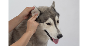 Does My Dog Have an Ear Infection?