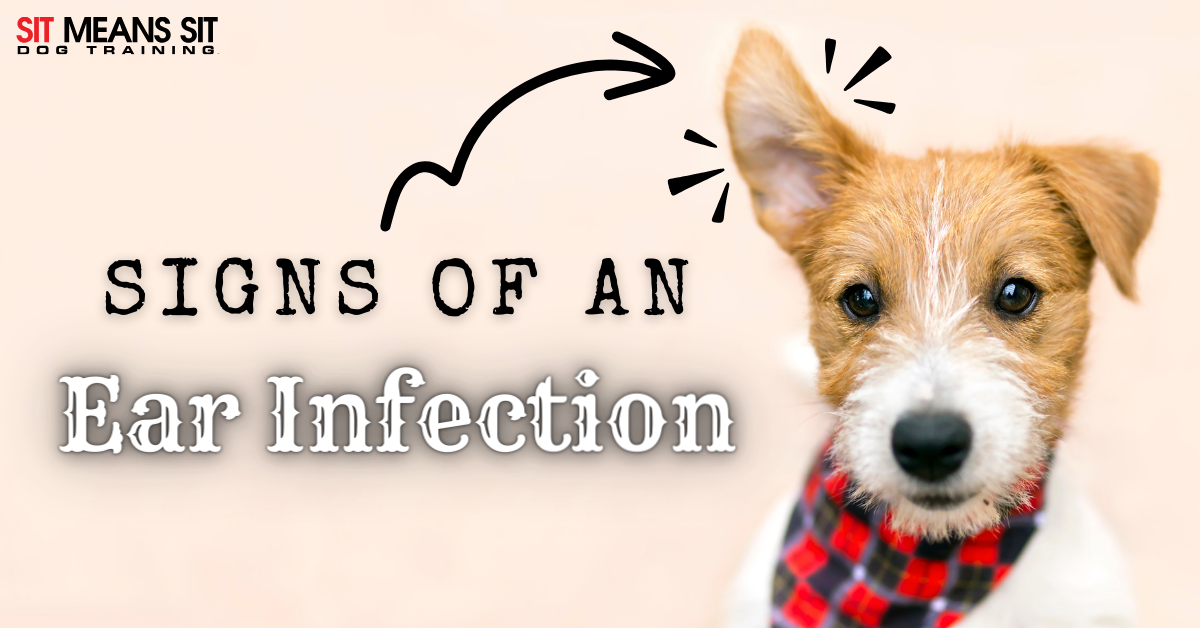 A cute dog with an alert expression and a text overlay about signs of an ear infection.