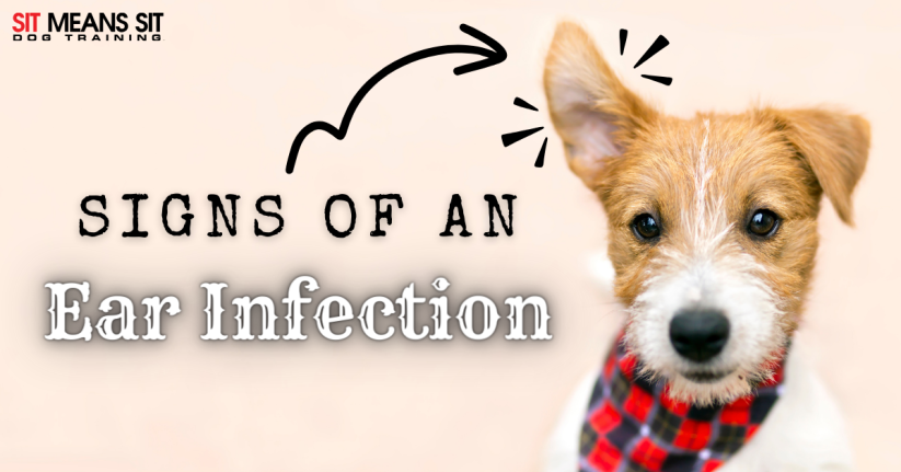Does My Dog Have an Ear Infection?