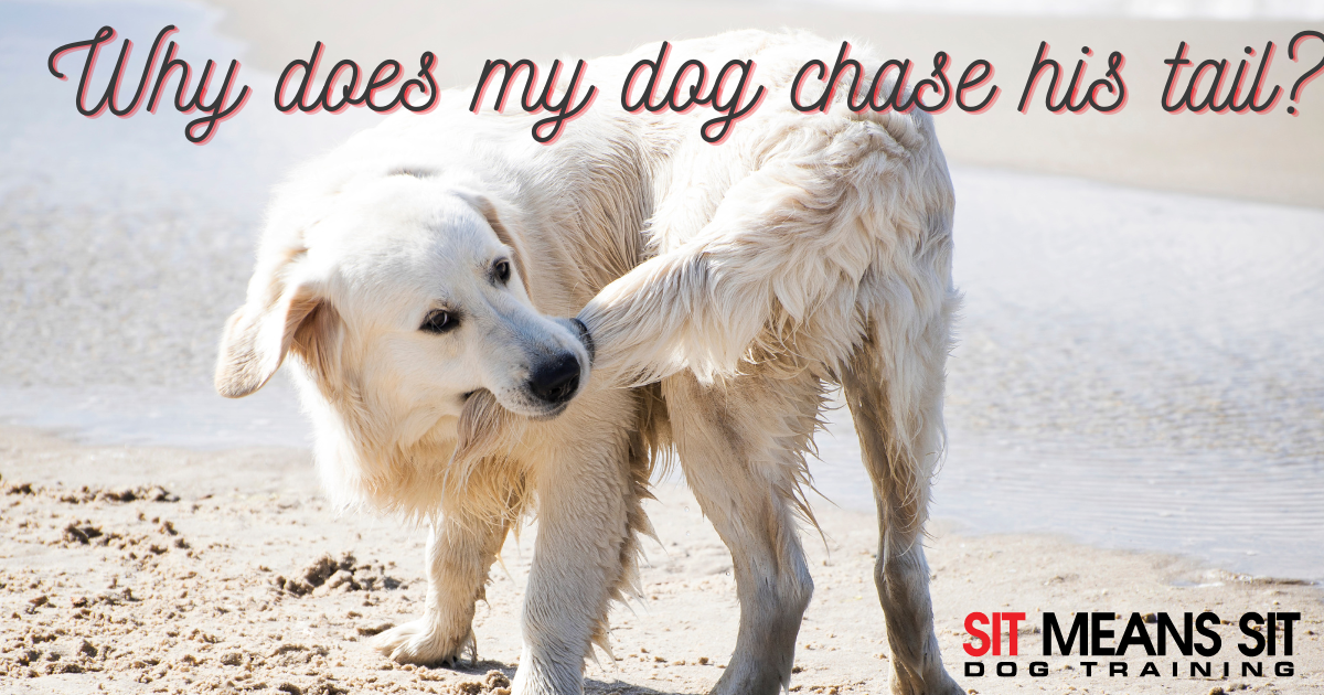 A golden retriever playfully chases its tail on a beach, with text overlay asking about this behavior.