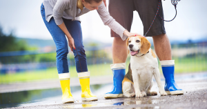 Safety Tips for Walking Your Dog in Wet Weather Conditions