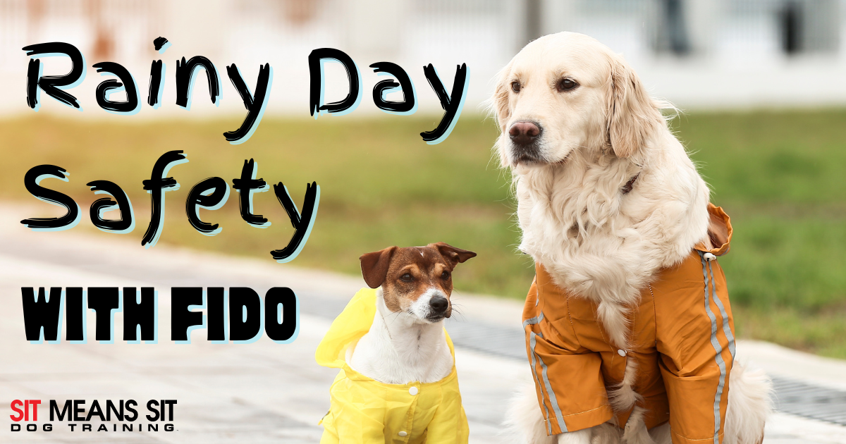 Two dogs in raincoats stand together on a wet pavement, with text about rainy day safety.