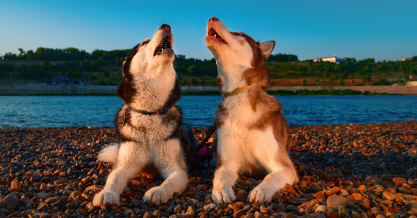 Your Complete Guide on Siberian Huskies