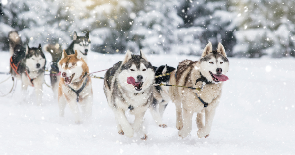 Your Complete Guide on Siberian Huskies