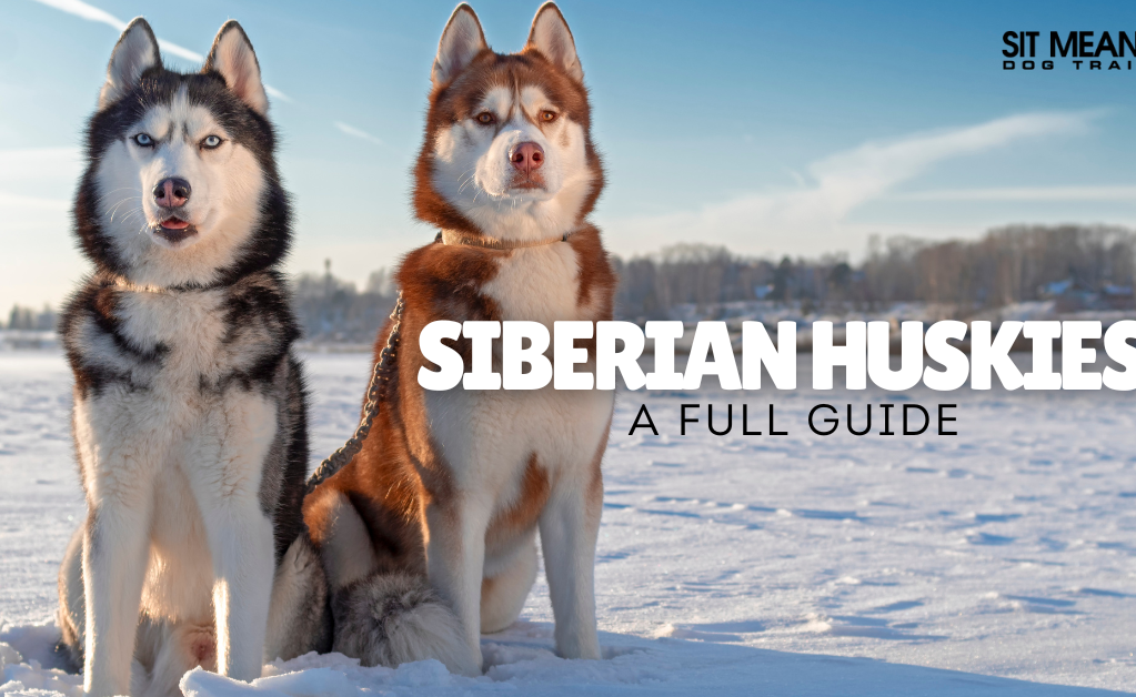 Two Siberian Huskies standing in the snow, with text overlay reading "Siberian Huskies: A Full Guide."