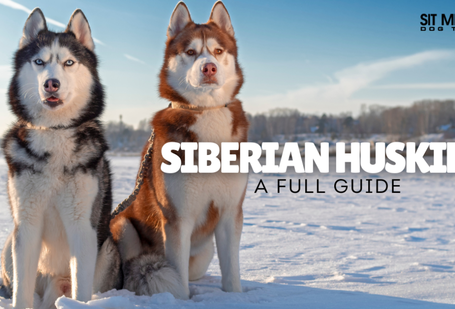 Two Siberian Huskies standing in the snow, with text overlay reading "Siberian Huskies: A Full Guide."