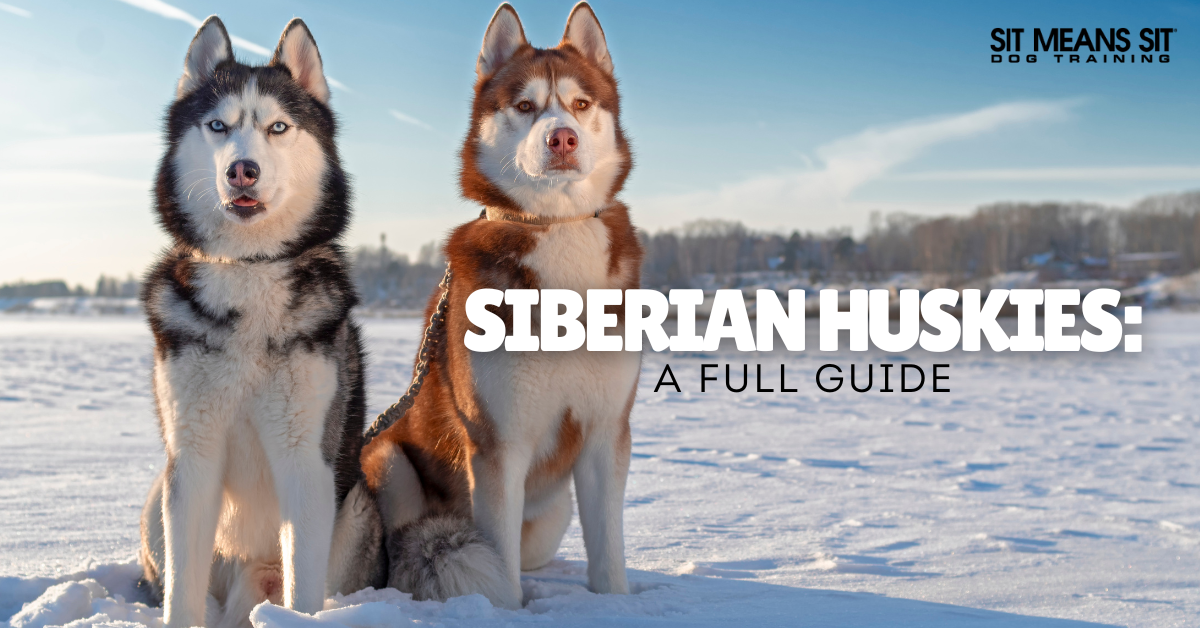 Two Siberian Huskies standing in the snow, with text overlay reading "Siberian Huskies: A Full Guide."