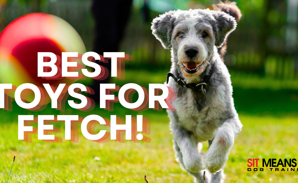 A lively dog runs in a grassy field, with a large ball in the background and text overlay about fetch toys.