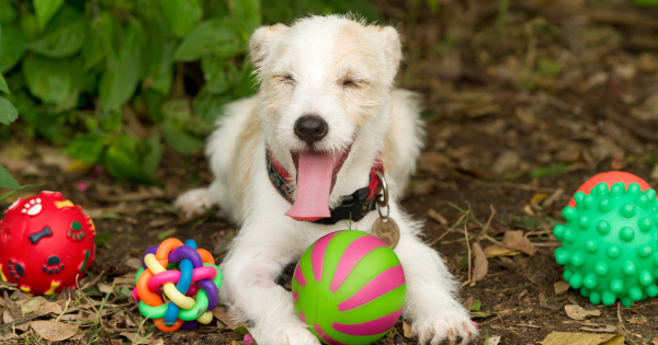 What Makes Squeaky Toys So Irresistible to Dogs?