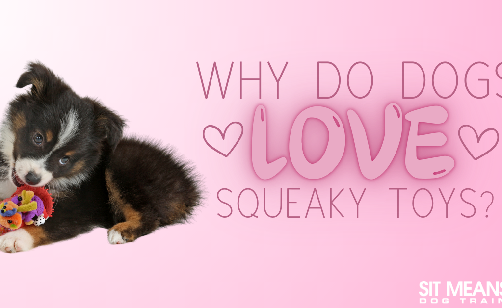 A playful puppy with a squeaky toy on a pink background, asking why dogs love squeaky toys.