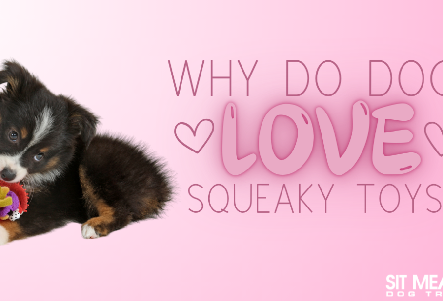 A playful puppy with a squeaky toy on a pink background, asking why dogs love squeaky toys.