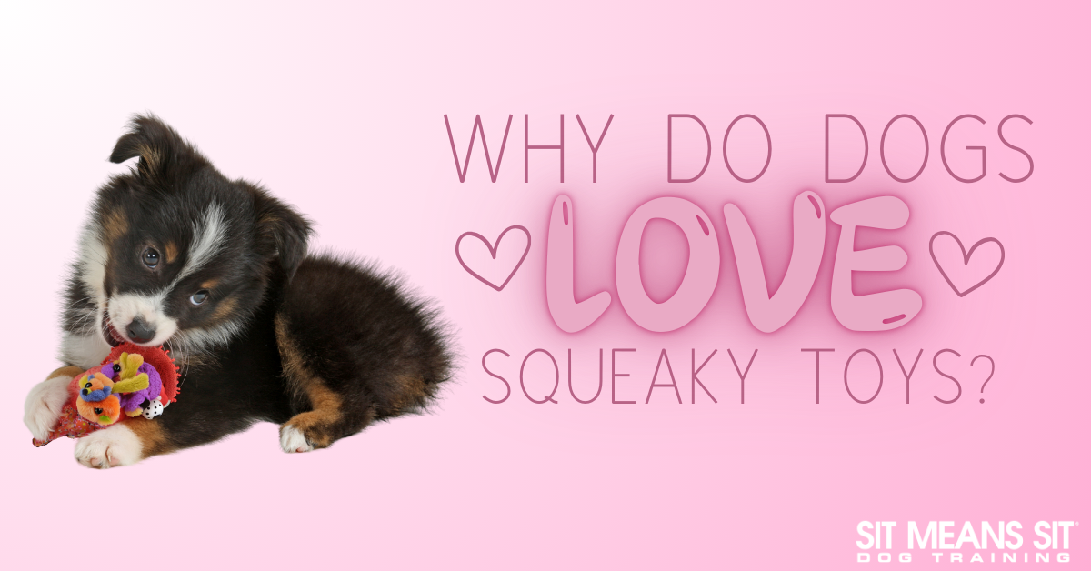 A playful puppy with a squeaky toy on a pink background, asking why dogs love squeaky toys.