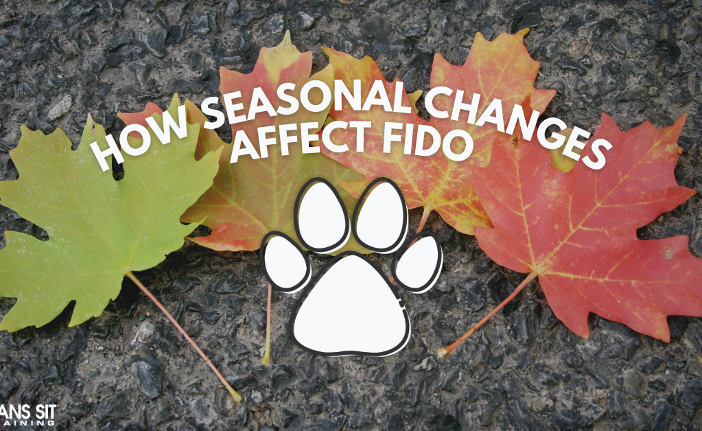"Text: 'How Seasonal Changes Affect Fido' with colorful autumn leaves and a paw print on a textured background."