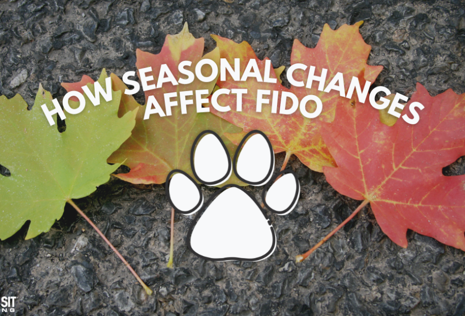 "Text: 'How Seasonal Changes Affect Fido' with colorful autumn leaves and a paw print on a textured background."