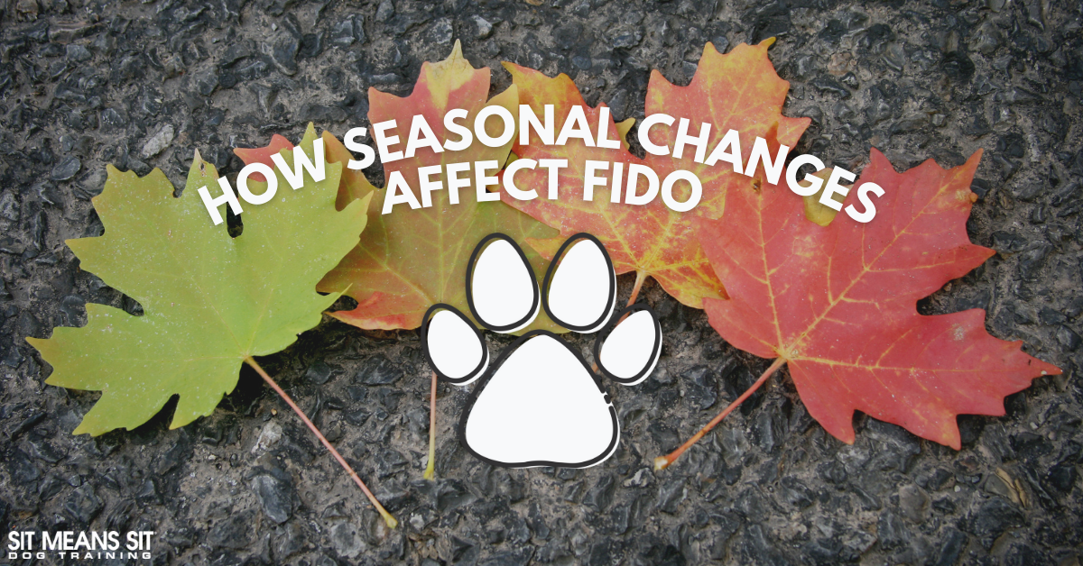 "Text: 'How Seasonal Changes Affect Fido' with colorful autumn leaves and a paw print on a textured background."