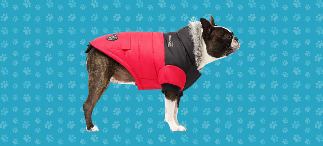 The Best Warm Winter Coats for Dogs