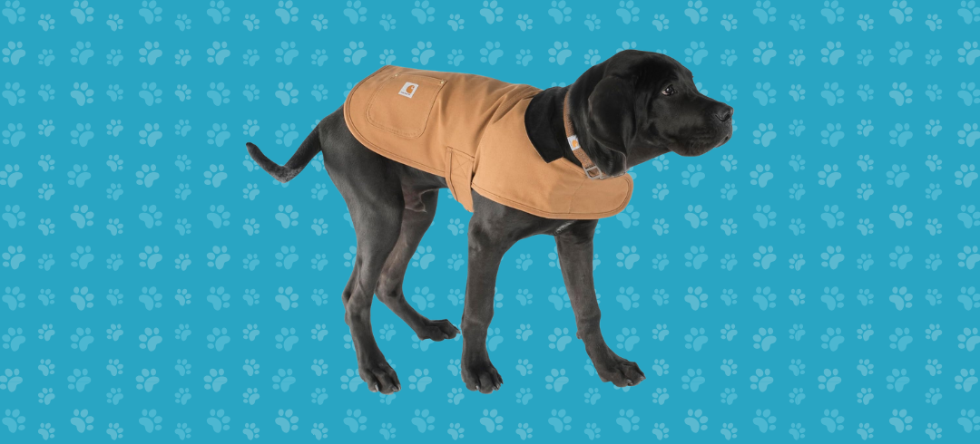 The Best Warm Winter Coats for Dogs