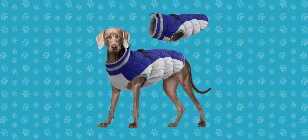 The Best Warm Winter Coats for Dogs