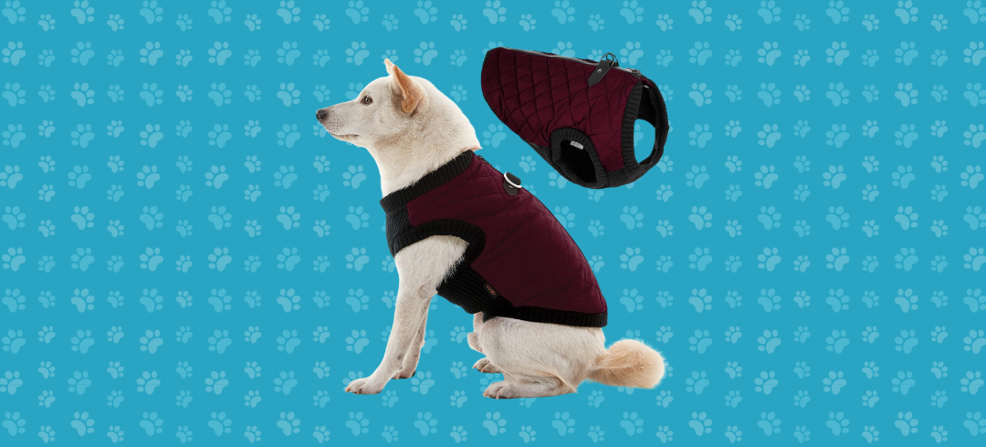 The Best Warm Winter Coats for Dogs