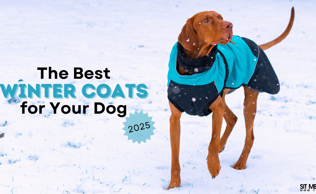 A dog wearing a blue and black winter coat walks in the snow. Text overlay promotes winter coats for dogs in 2023.