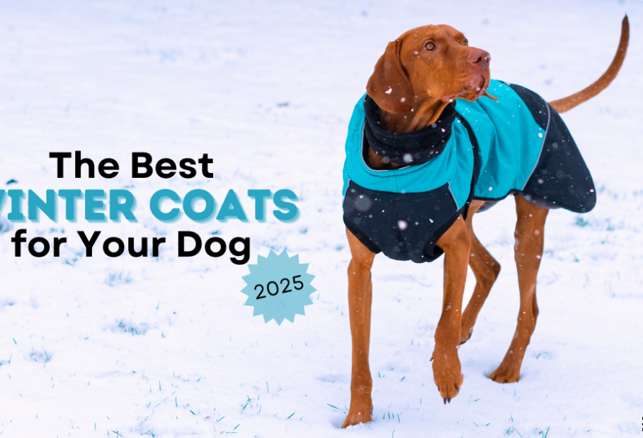 A dog wearing a blue and black winter coat walks in the snow. Text overlay promotes winter coats for dogs in 2023.
