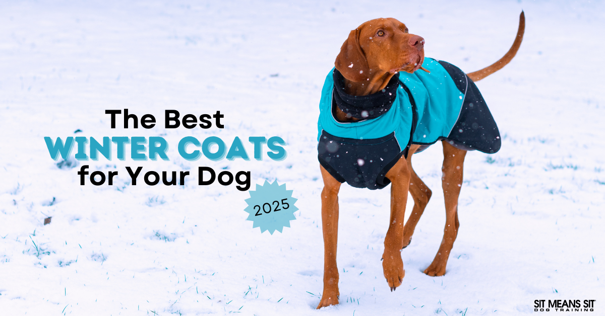 A dog wearing a blue and black winter coat walks in the snow. Text overlay promotes winter coats for dogs in 2023.