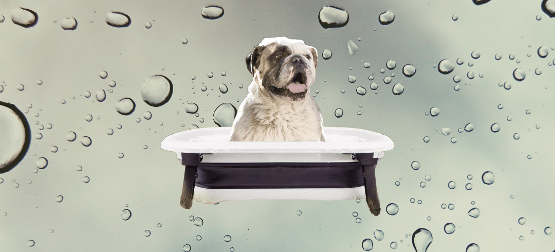 The Top Outdoor Tubs for Bathing Your Dog