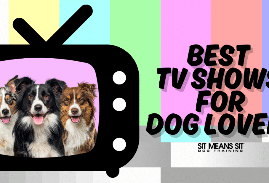 Best TV Shows for Dog Lovers