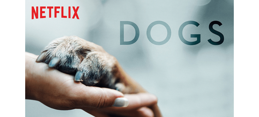 Best TV Shows for Dog Lovers