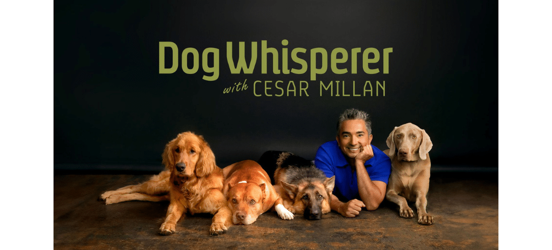 Best TV Shows for Dog Lovers