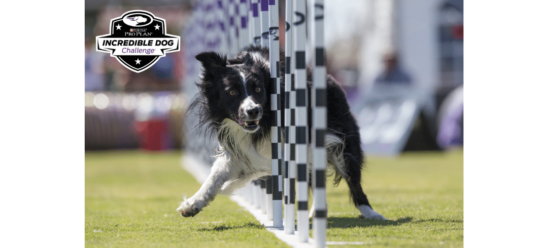 Best TV Shows for Dog Lovers