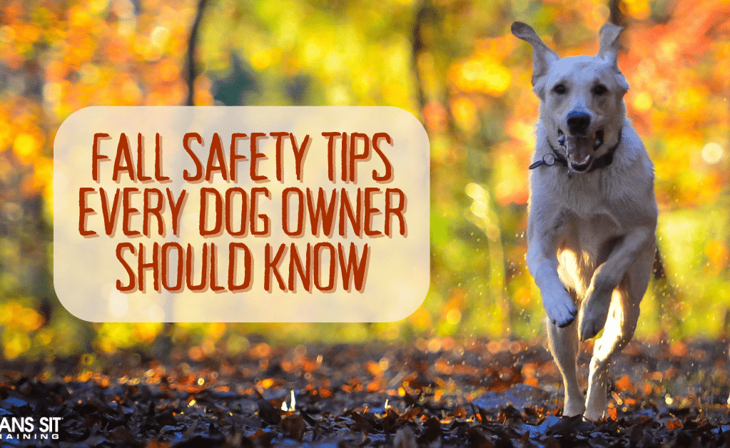 Fall Safety Tips Every Dog Owner Should Know