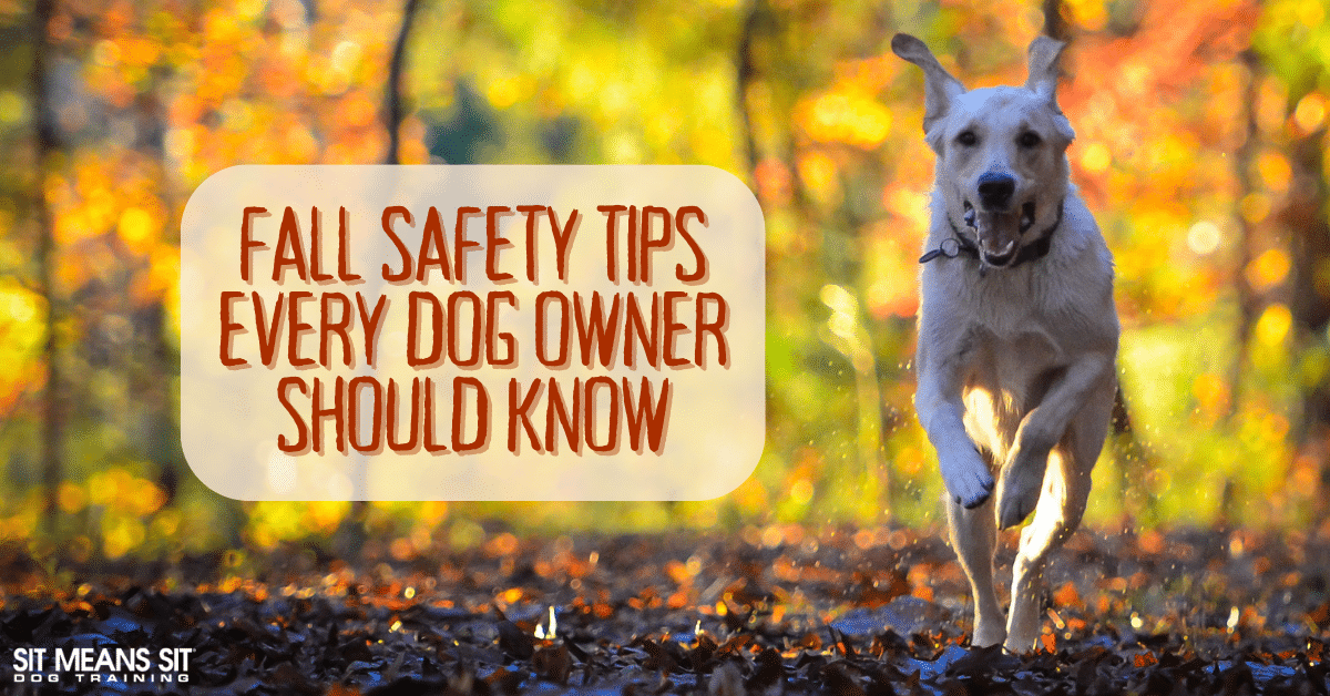 Fall Safety Tips Every Dog Owner Should Know