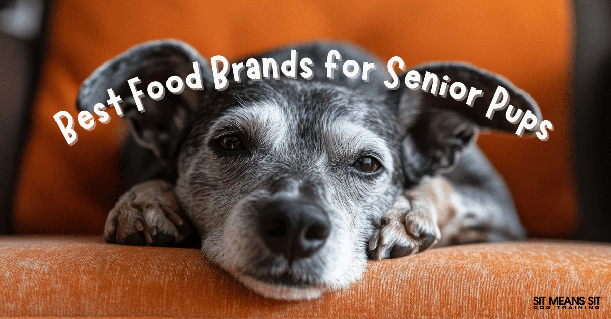 The Best Dog Foods for Your Senior Pup