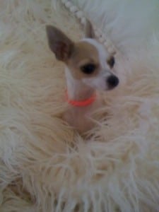 Small Dog Wrapped in Fur