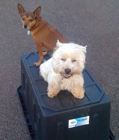 Two Small Dogs on a Shared Place