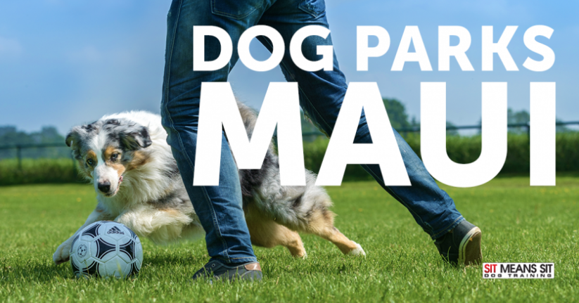 Check Out these Dog Parks in Maui