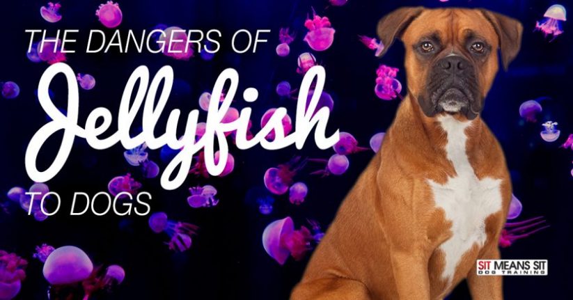 The Dangers of Jellyfish to Dogs