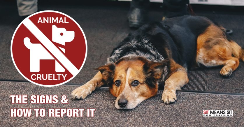 The Signs of Animal Cruelty and How to Report It | Sit Means Sit Hawaii
