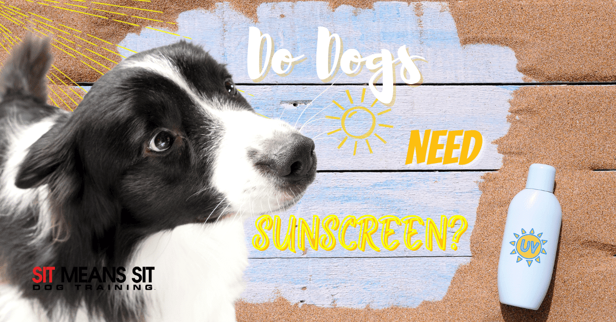 a dog looking at a sunscreen lotion bottle